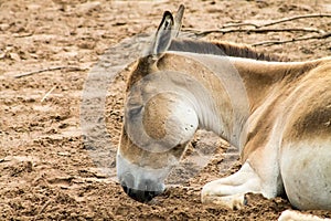 Onager