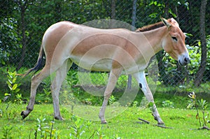 The onager