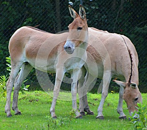 The onager