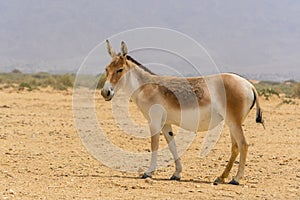 The onager, also known as hemione or Asiatic wild ass, species of the horse family native to Asia. Yotvata Hai Bar Nature Reserve