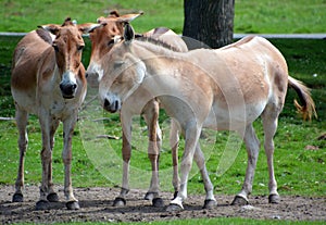 The onager Equus hemionus