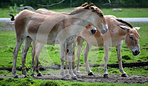 The onager Equus hemionus