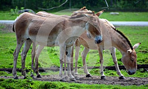 The onager Equus hemionus