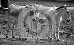 The onager Equus hemionus