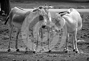 The onager Equus hemionus