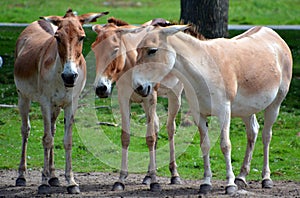 The onager Equus hemionus