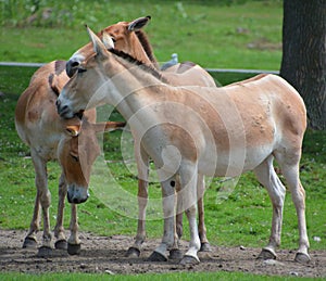 The onager Equus hemionus