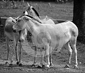 The onager Equus hemionus