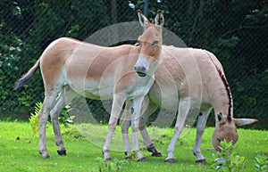 The onager Equus hemionus