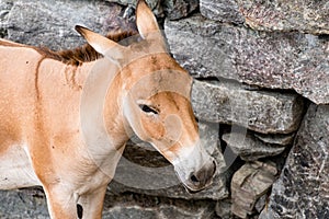 The onager - Equus hemionus.
