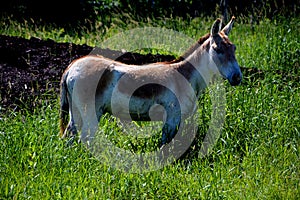The onager Equus hemionus,