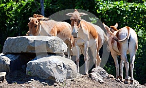 The onager Equus hemionus,