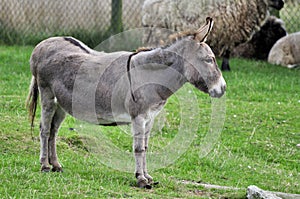 Onager (Equus hemionus)