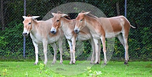 The onager Equus hemionus, also known as hemione or Asiatic wild ass