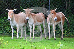 The onager Equus hemionus, also known as hemione or Asiatic wild ass