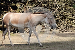 Kulan onager Equus hemionus photo