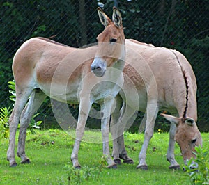 The onager Equus hemionus, also known as hemione photo