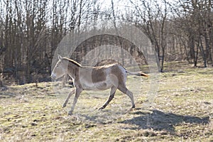 Onager Equus hemionus rides in Tarutinskaya steppe