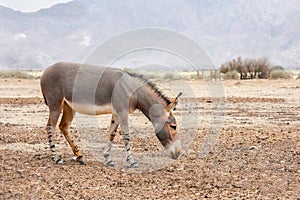 The onager, hemione or Asiatic wild ass is grazing in the desert. Animals wildlife. Travel in nature reserves in Israel
