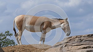 Onager on a hill