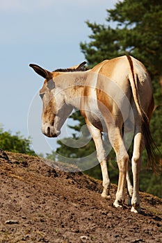 Onager on a hill
