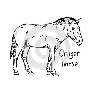 Onager horse - vector illustration sketch hand drawn with black