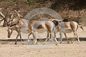 Onagers