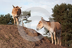 Onagers on a hill