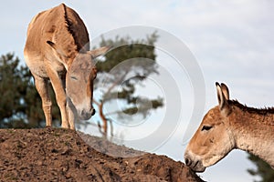 Onagers on a hill