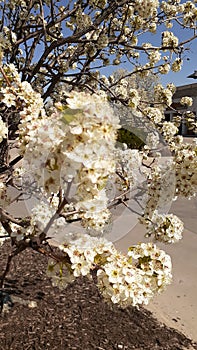 Onamental blossom  1