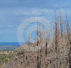 Once a beautiful ridge damaged by a forest fire in the White Mountains of Arizona