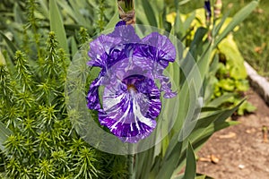 once this Blue bearded iris blossom opens up the flower turns purple within a day or so