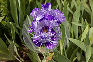 once this Blue bearded iris blossom opens up the flower turns purple within a day or so