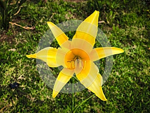 once centred orange day lily photo