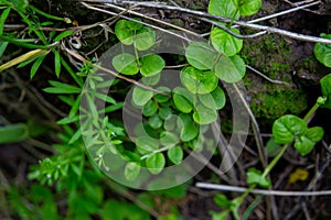 Once in the forest, plant sprouts break through to the heart