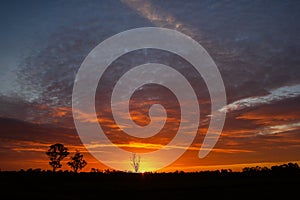 once in a life time sunset in Australia with sillhouettes of trees, Cobram, Victoria, Australia