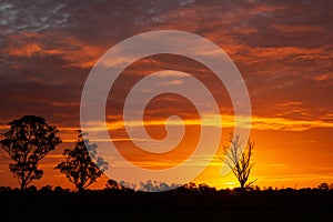 once in a life time sunset in Australia with sillhouettes of trees, Cobram, Victoria, Australia