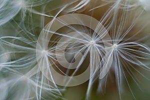 Once Upon a Wish - Three Dandelion Seeds Dreamy & Romantic Bokeh Picture