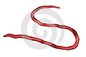 Onchocerca volvulus, a roundworm nematoda that causes onchocerciasis, river blindness in humans photo