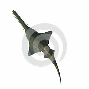 Onchopristis Sawfish Overview photo