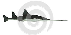 Onchopristis Sawfish Side Profile