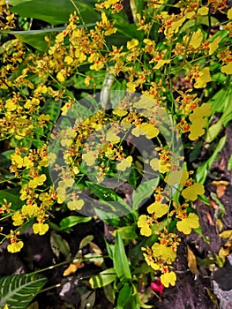 Oncidesa Goldiana also commonly known as the Golden Shower or Dancing Lady Orchid flowers in Singapore garden.