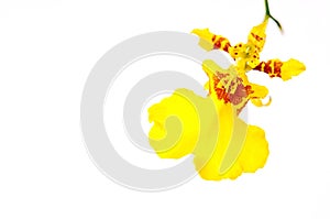 Oncidium