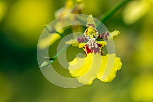 Oncidium Aloha Orchids