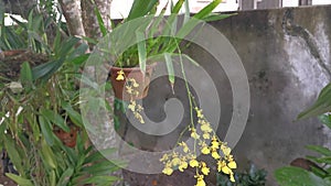 Oncidium altissimum orchid hanging on the pot by the tree