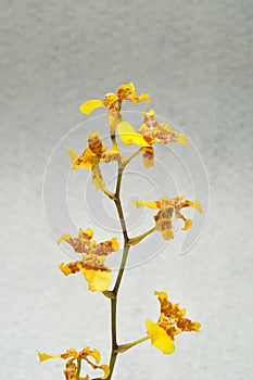 Oncidium cebolleta orchids photo