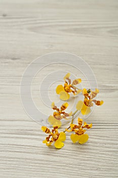 Oncidium cebolleta orchids. photo