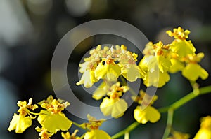 Oncidium Cheiro, Oncidium Cheiro Kukoo Tokyo or Oncidium Sweet Sugar Emperor or Yellow Oncidium Orchid  or Oncidium cheirophorum photo