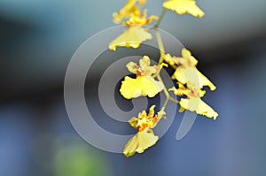 Oncidium Cheiro, Oncidium Cheiro Kukoo Tokyo or Oncidium Sweet Sugar Emperor or Yellow Oncidium Orchid  or Oncidium cheirophorum photo