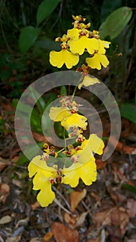 Oncidium cornigerum is a species of orchid of the genus oncidium, of the subfamily epidendroidae